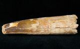 Spinosaurus Tooth - Very Large #12464-2